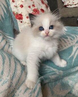 ❤️❤️Nádherná kočička Ragdoll s PP - 4