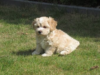 Maltipoo štěňátka - 4