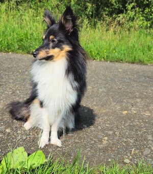 Sheltie - ke krytí - 4