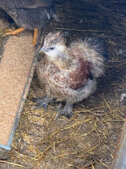 Hedvábnička velká kohout - 4