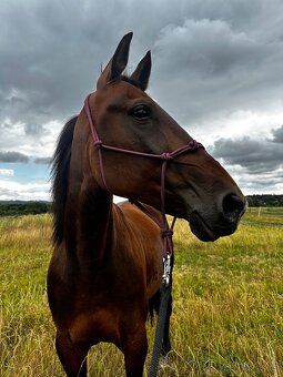 Klisna / Klusák / 7let / Prodej - 4