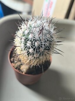 Sukulenty a kaktusy - 4