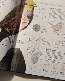 Ottova encyklopedie ZVÍŘATA - NOVÁ - 4