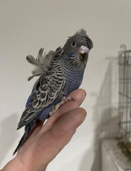 Andulka Blackface Hagoromo (helikoptéra) - 4