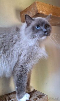 Krásná Ragdoll kočička s pp - 4