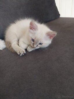 Ragdoll koťátka - 4