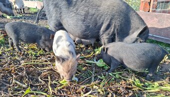 Gottingenská miniprasátka - 4