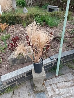 Trávu vousatec. - 4