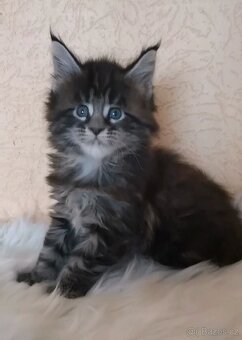 Mainská mývalí kočka s PP - 4