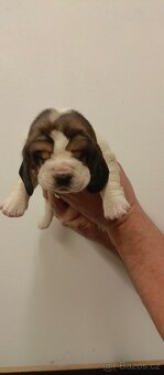 Basset hound - 4