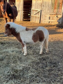 Shetlandský pony - hříbata - 4
