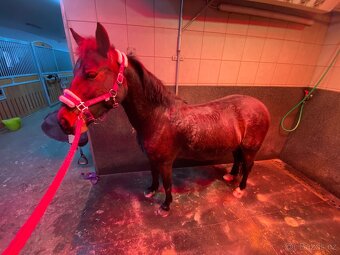 Top WpB pony klisna do sportu i k dětem - 4