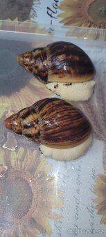 Archachatina marginata ovum albino body - 4