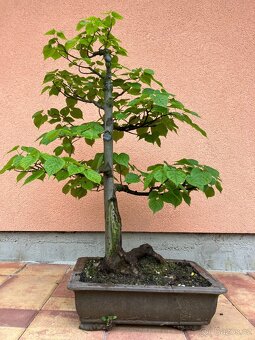 Bonsai, Bonsaj, jamadori, lípa srdčitá - 4