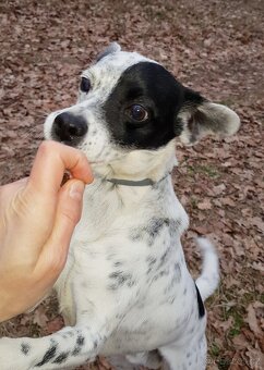 LAKY K ADOPCI - malý usměvavý mazel - 4
