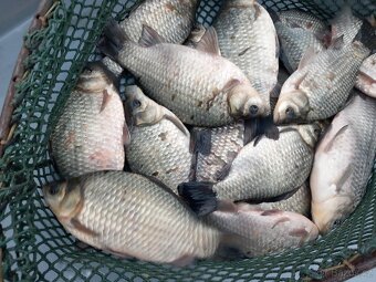 Nástražní rybičky - plotice, perlíny a karase - 4