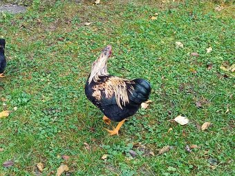 Wyandotka zdrobnělá - kohouti - 4
