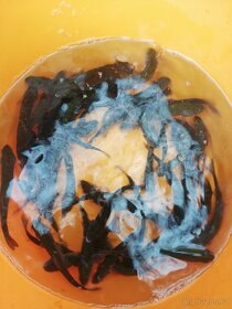 Nasada Pstruh duhový - 4