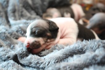 Americký bezsrstý teriér štěňata - 4