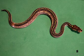 Krajta královská/python regius - 4