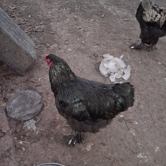 Kohouti brahmanky - 4