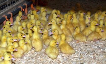 Káčata,mulardy,housata... - 4