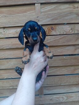 Trpasličí jezevčík - 4