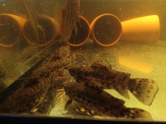Hoplosternum thoracatum - 4