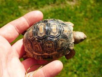 Želva pardálí (Stigmochelys pardalis) - 4