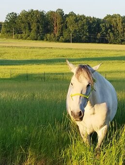 Lusitano kobyla - 4
