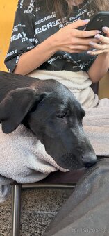 Daruji 7 měsíční štěně labradora - 4