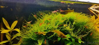 Rostlinky a rybky - 4