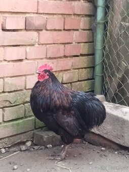 Prodám kohouta - 4