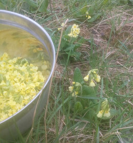 prvosenka (petrklíč) - 4