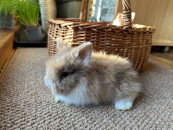 Zakrslý králík - 4