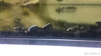 Krunýřovec L213 (Galaxy) - 4