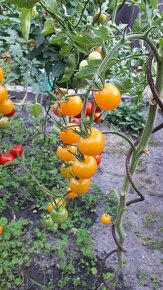 Sazenice rajčat - 4