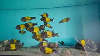 Tropheus Ikola F1 - 4