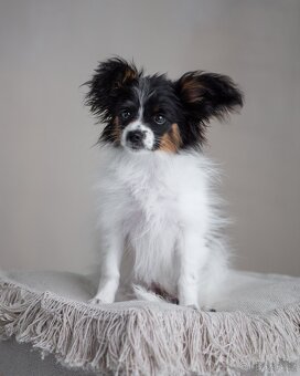 Papillon s rodokmeňom - 4
