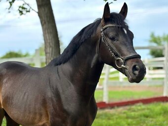 Jumping Horse Forsale - 4