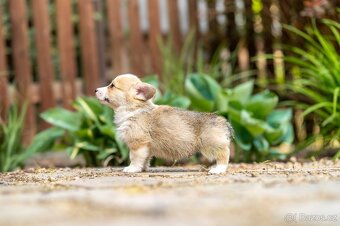 Welsh corgi Pembroke s PP - 4