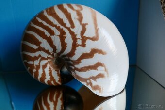 Nautilus macromphalus - 4