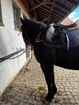 Skokové sedlo, uzdečka, barančeky - 4