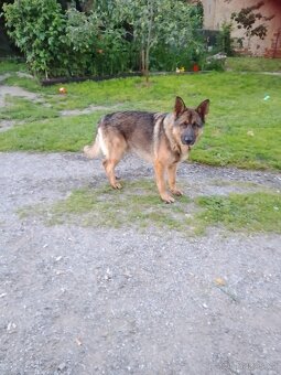 Nabízím pejska na krytí německý ovčák - 4