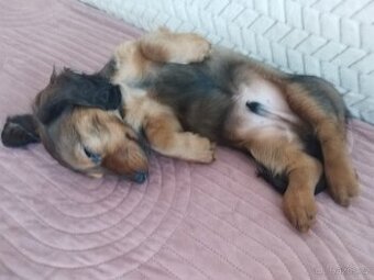 Jezevčík dlouhosrstý trpasličí - 4