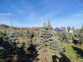 svazek větví jedle kavkazská borovice vánoční stromek - 4