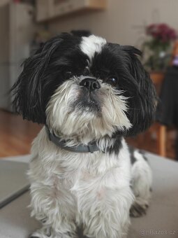 Nabízím ke krytí psa plemene Shih-tzu - 4