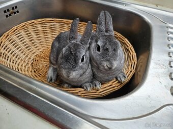 Zakrslý králík - 4