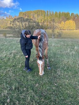 Prodám / vyměním - 4