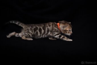 Hnědá bengálská kočička s PP - 4